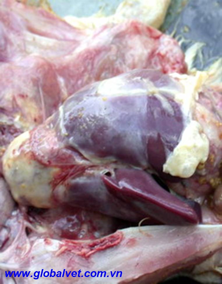 Bệnh viêm hô hấp mãn tính trên Gà